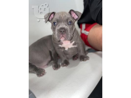 PoulaTo: Πωλούνται κουτάβια American Bully
