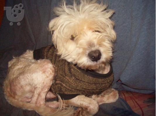 PoulaTo: Γκριφον Κανις χαριζεται