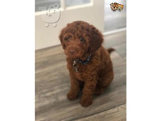 PoulaTo: cavapoo