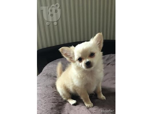 PoulaTo: Chihuahua Σκύλοι και κουτάβια προς πώληση