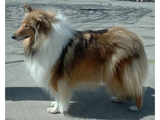 PoulaTo: Κολει καθαροαιμο κουταβακι