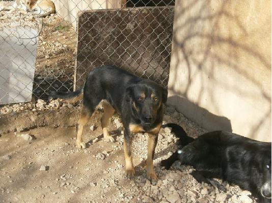 Λυκοσκυλιτσα ημιαιμη χαριζεται