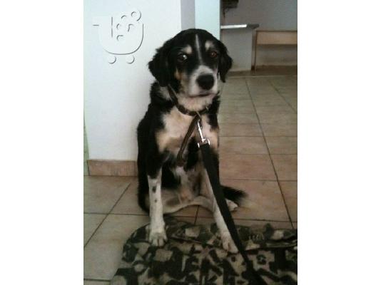 Βρεθηκε στην Δραπετσωνα ηλικιωμενο σκυλακι