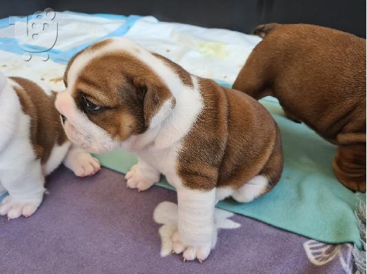 PoulaTo: Štenad Buldog na prodaju