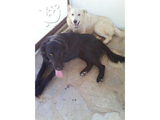 Ημιαιμοι λυκοι/κολευ χαριζονται