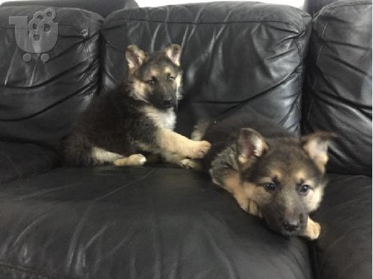 Boy German Shepards Έτοιμο