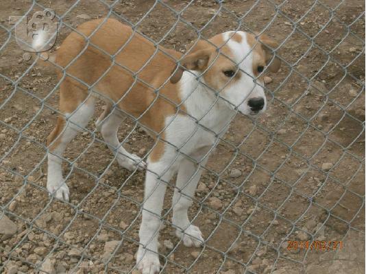 Κουταβακια 4μισι μηνων χαριζονται