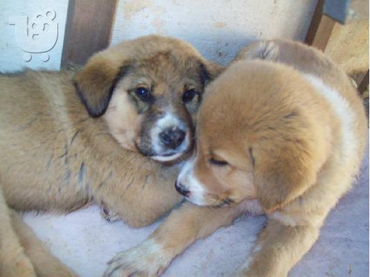 Μεγαλοσωμα κουταβακια χαριζονται