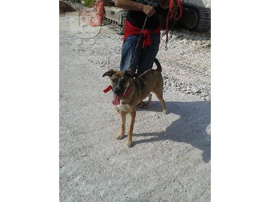 Η Λιζα ψαχνει σπιτι