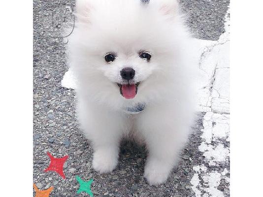 PoulaTo: Δύο κουτάβια Pomeranian και φοβερά