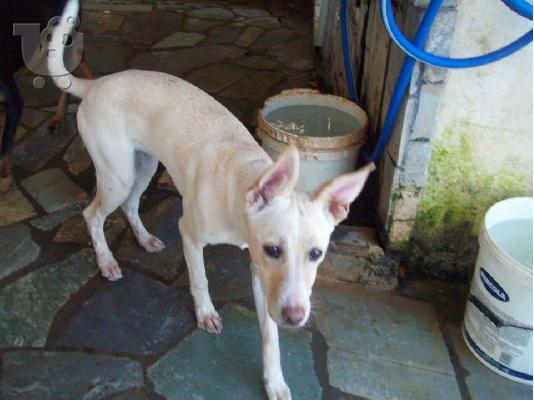 Λευκη λυκουλα ημιαιμη χαριζεται