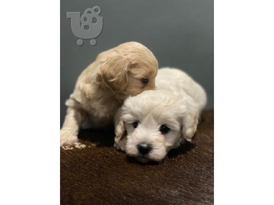 Πώληση Maltipoo Puppysm