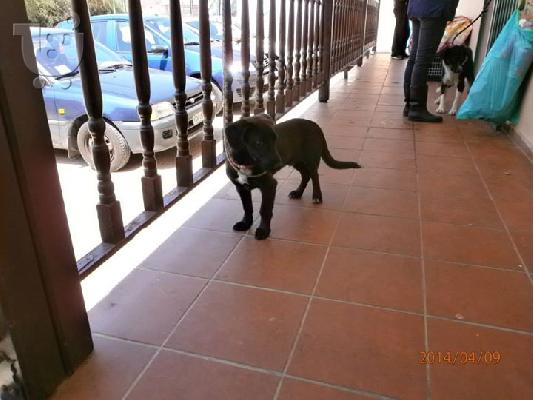 Μικροσωμο σκυλακι χαριζεται