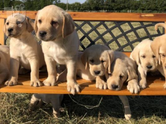 PoulaTo: Κουτάβια Golden Retriever