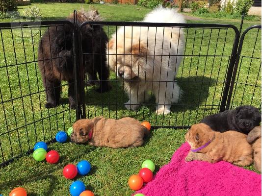 Διαθέσιμα Puppies Chow Chow έτοιμα προς πώληση