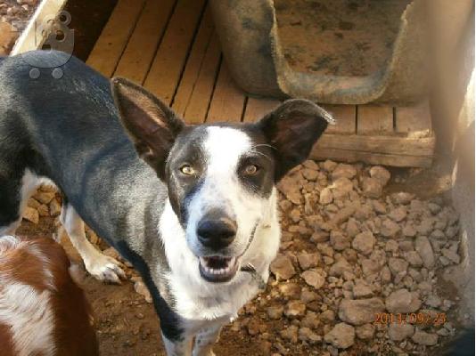 Η Σισσυ χαριζεται