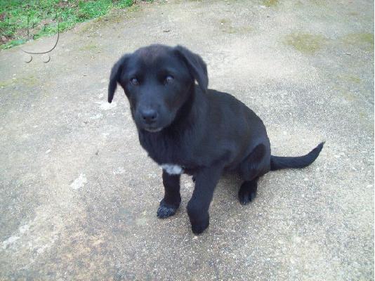 Κουταβακια ψαχνουν οικογενειες