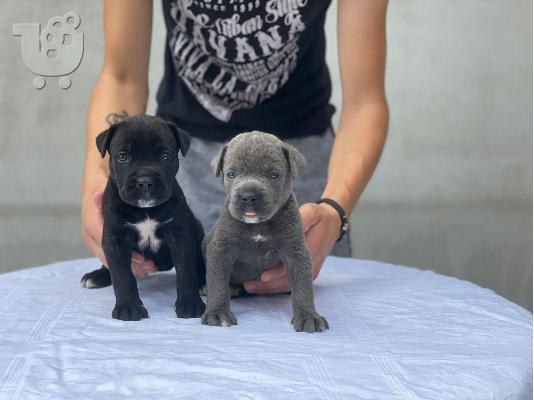 Cane Corso κουτάβια προς πώληση
