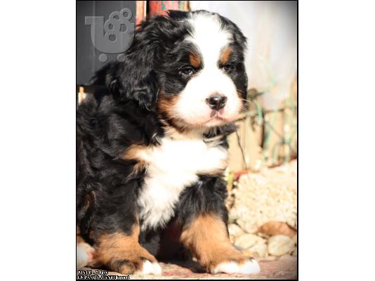 Όρος Bernese κουτάβια