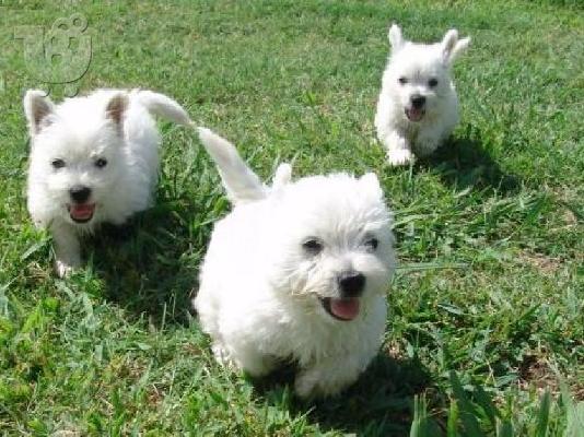 Δυτικό Highland White Terrier κουτάβι