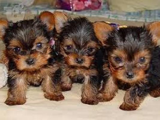 Το σπίτι έθεσε κουτάβια yorkie για rehoming