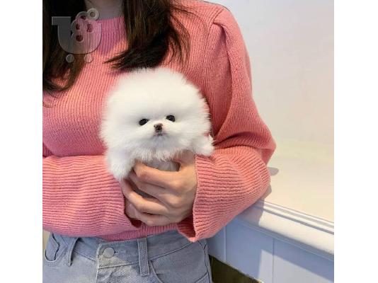 Εξαιρετικά κουτάβια φλιτζάνι τσαγιού Pomeranian