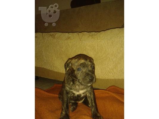 κουταβάκια american pitbull terrier