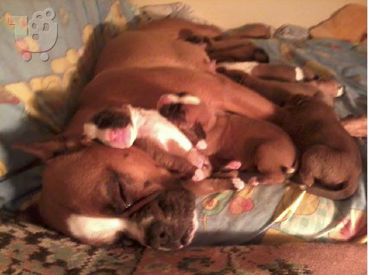 καθαροαιμα μποξερ