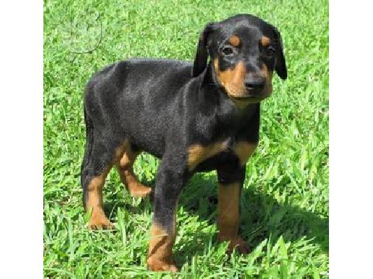 PoulaTo: Λατρευτά κουτάβια Doberman Pinscher