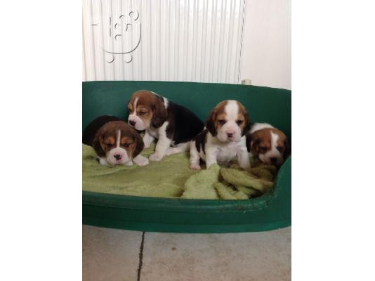 PoulaTo: beagle puppies for adoption