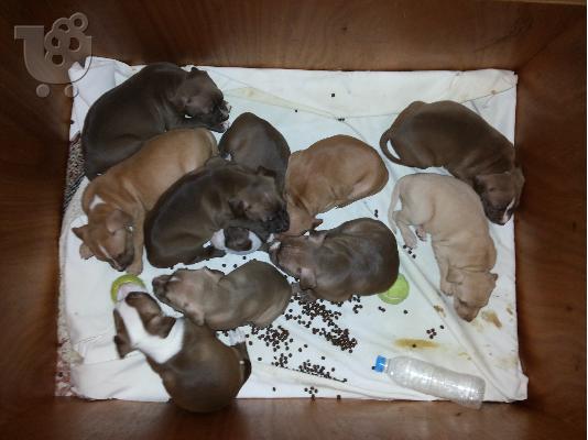 American Pitbull red nose