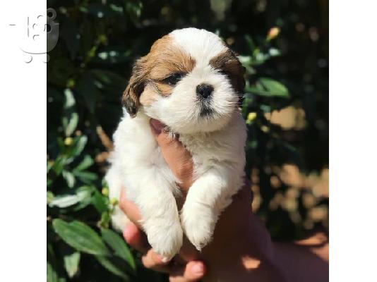 PoulaTo: Πωλούνται κουτάβια Shih Tzu