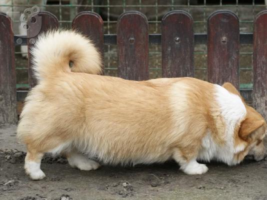 Pembroke Welsh Corgi αγόρια
