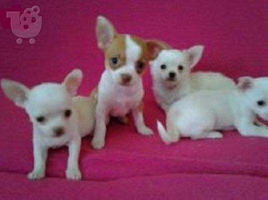 PoulaTo: Chihuahua pocket καθαρόαιμα επιλογής