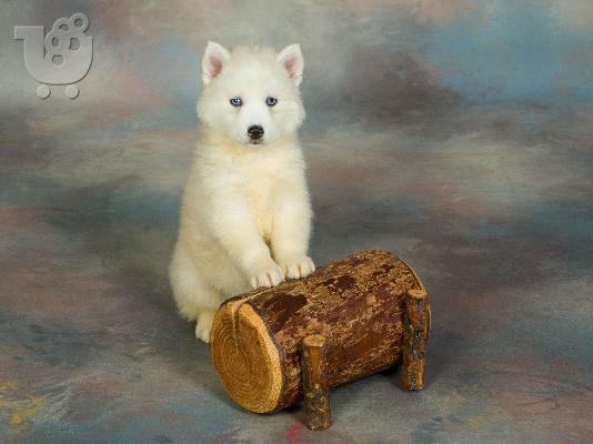 husky-ΔΩΡΟ ΓΙΑ ΠΡΩΤΟΧΡΟΝΙΑ