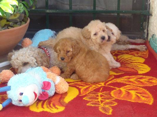 Kανισακι ρoodle καθαροαιμο κουταβακι