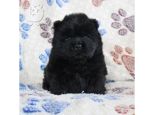κουτάβια chow Chow διαθέσιμα.