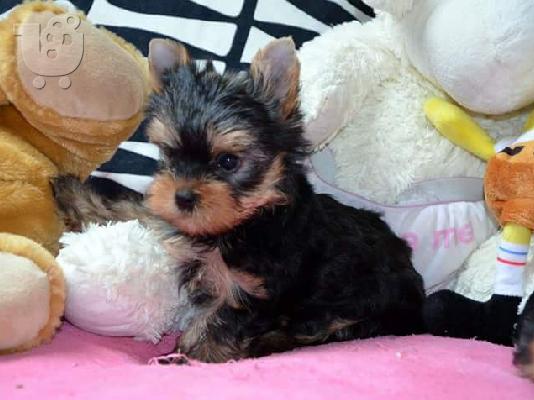 Καθαρόαιμα κουταβάκια Yorkshire