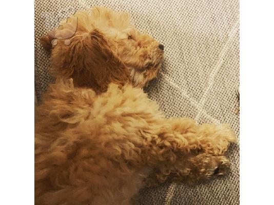 Παιχνίδια αρσενικά και θηλυκά κουτάβια Poodle προς πώληση....