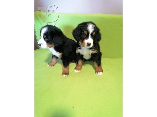 Κουτάβια Bernese Mountain Dog