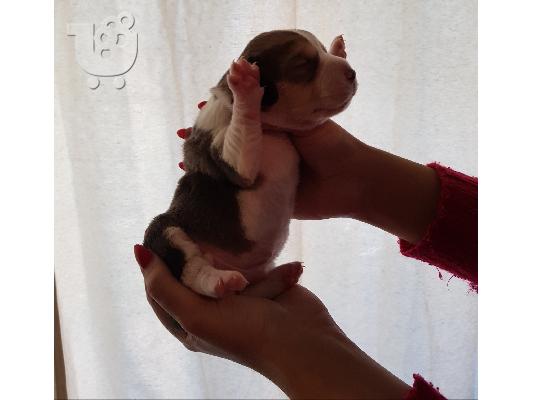 PoulaTo: Μπίγκλ Beagle