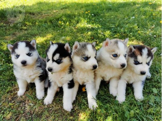 PoulaTo: Σιβηρικά κουτάβια Husky