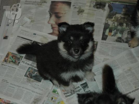 lapphund κουτάβια για μια όμορφη και φροντίδα στο σπίτι .....