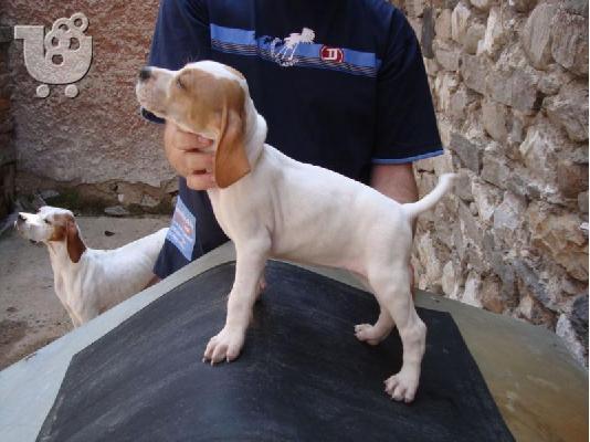 Πόιντερ – 300 euro