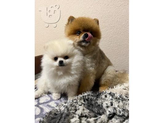 Pomeranian ΜΙΝΙ κουτάβι