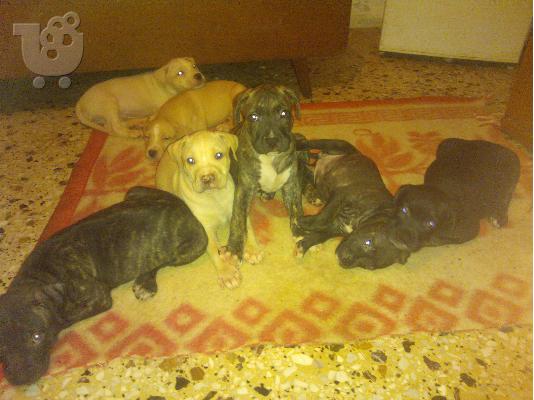 PoulaTo: Διατίθοντε pitbull
