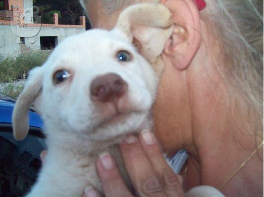 Κουταβακια 2μηνων αναζητουν οικογενειες