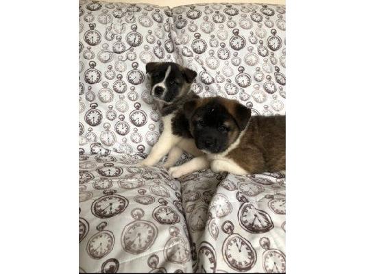 Ιαπωνικά Akita.