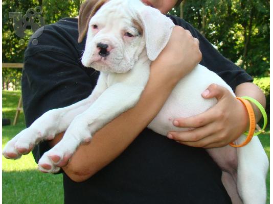 PoulaTo: Μποξερ καθαροαιμο κουταβακι