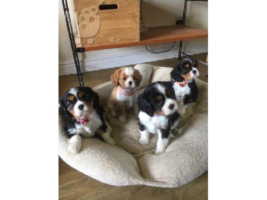 Βασιλιάς Charles Cavalier Pups